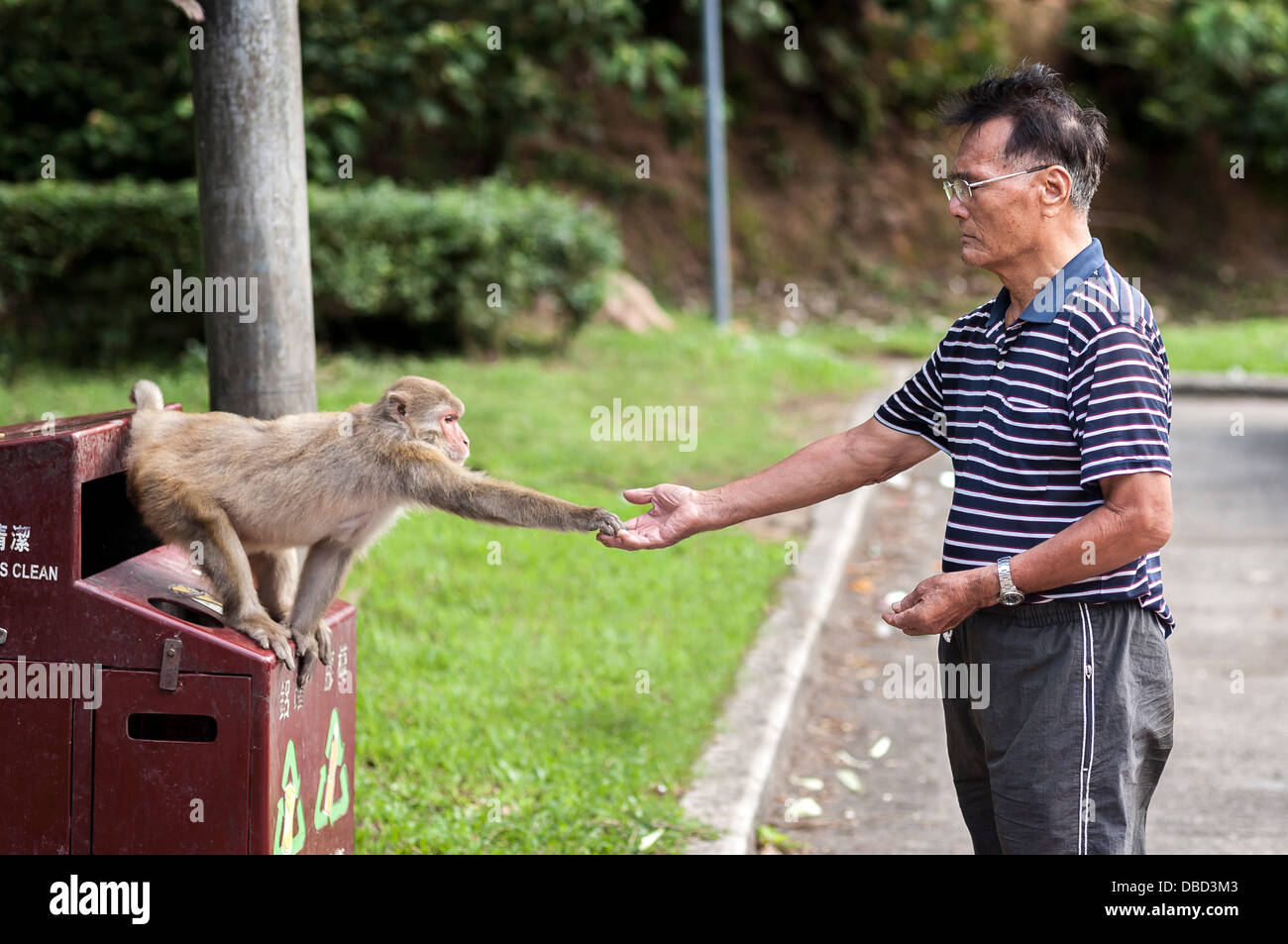 Mann, die Übergabe von Nahrung mit einem wilden Affen am Affenberg, Hong Kong Stockfoto