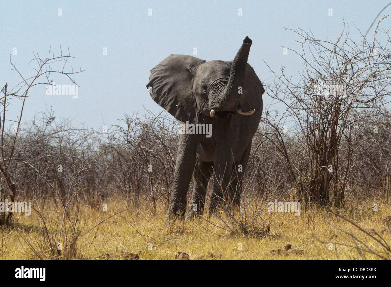 Ein einsamer Stier im Mudumu Nationalpark schnuppert die Luft und Trompeten eine Warnung Stockfoto