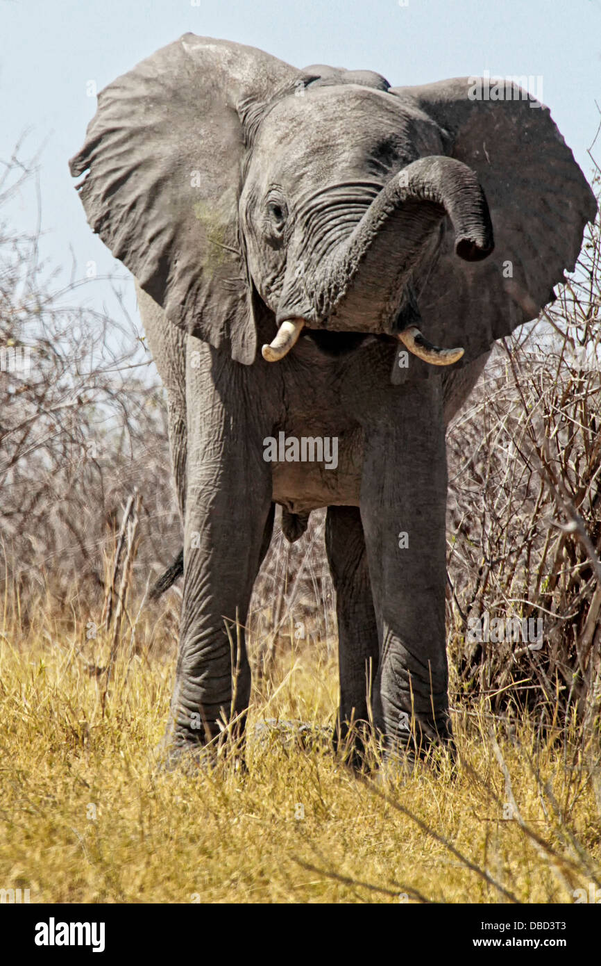 Ein Elefantenbulle schnuppert die Luft für die Gefahr von dem Okavango im Caprivi Stockfoto