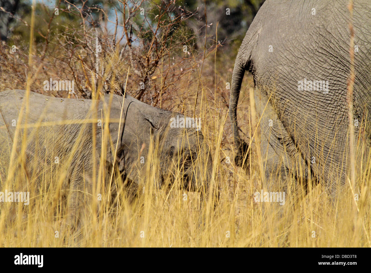 Ein Elefantenbaby folgt Mama durch das hohe Grass im Mudumu Nationalpark Stockfoto