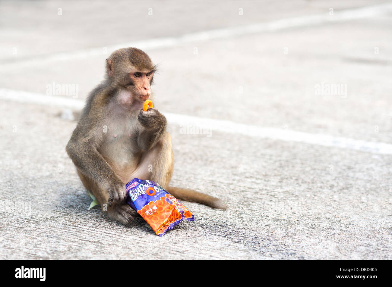 Hong Kong wilde Affen Essen der Trödelnahrung am Affenberg, Kowloon Stockfoto