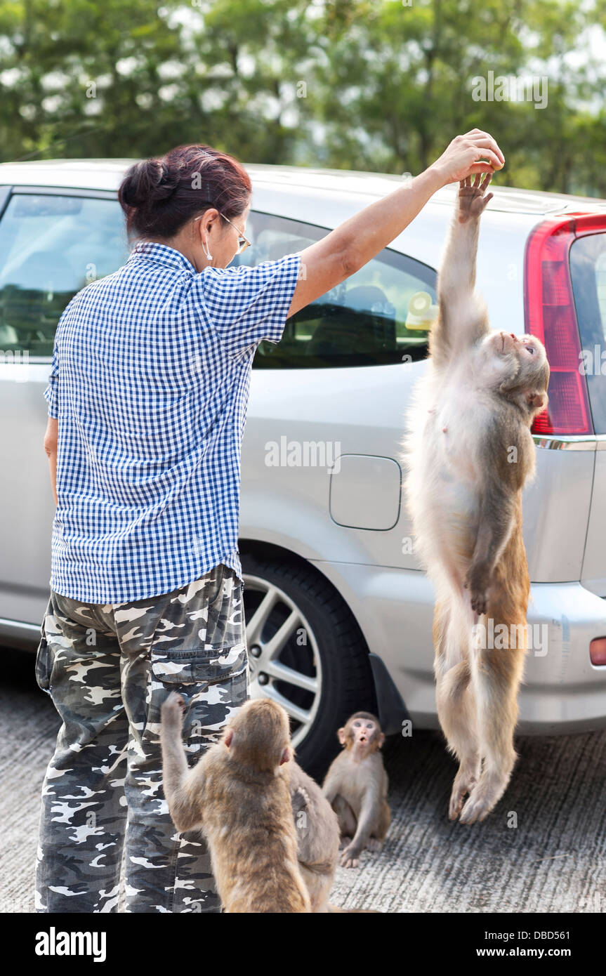 Wilde Rhesus-Makaken springen, um Nahrung aus einer lokalen Frau Hand, Monkey HIll Hong Kong greifen Stockfoto