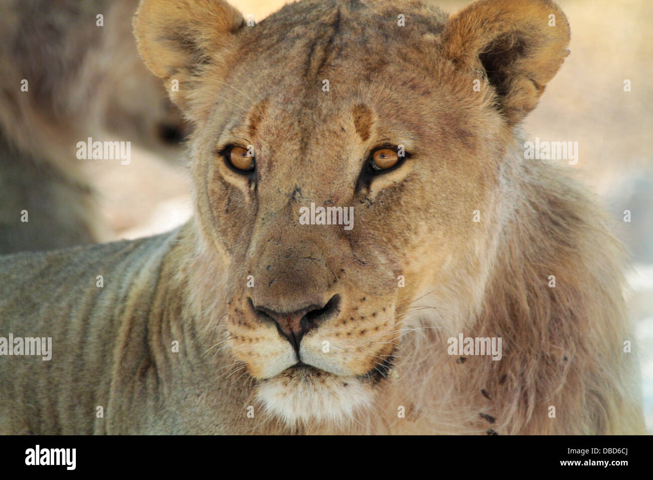 Porträt eines Löwen im Etosha Stockfoto