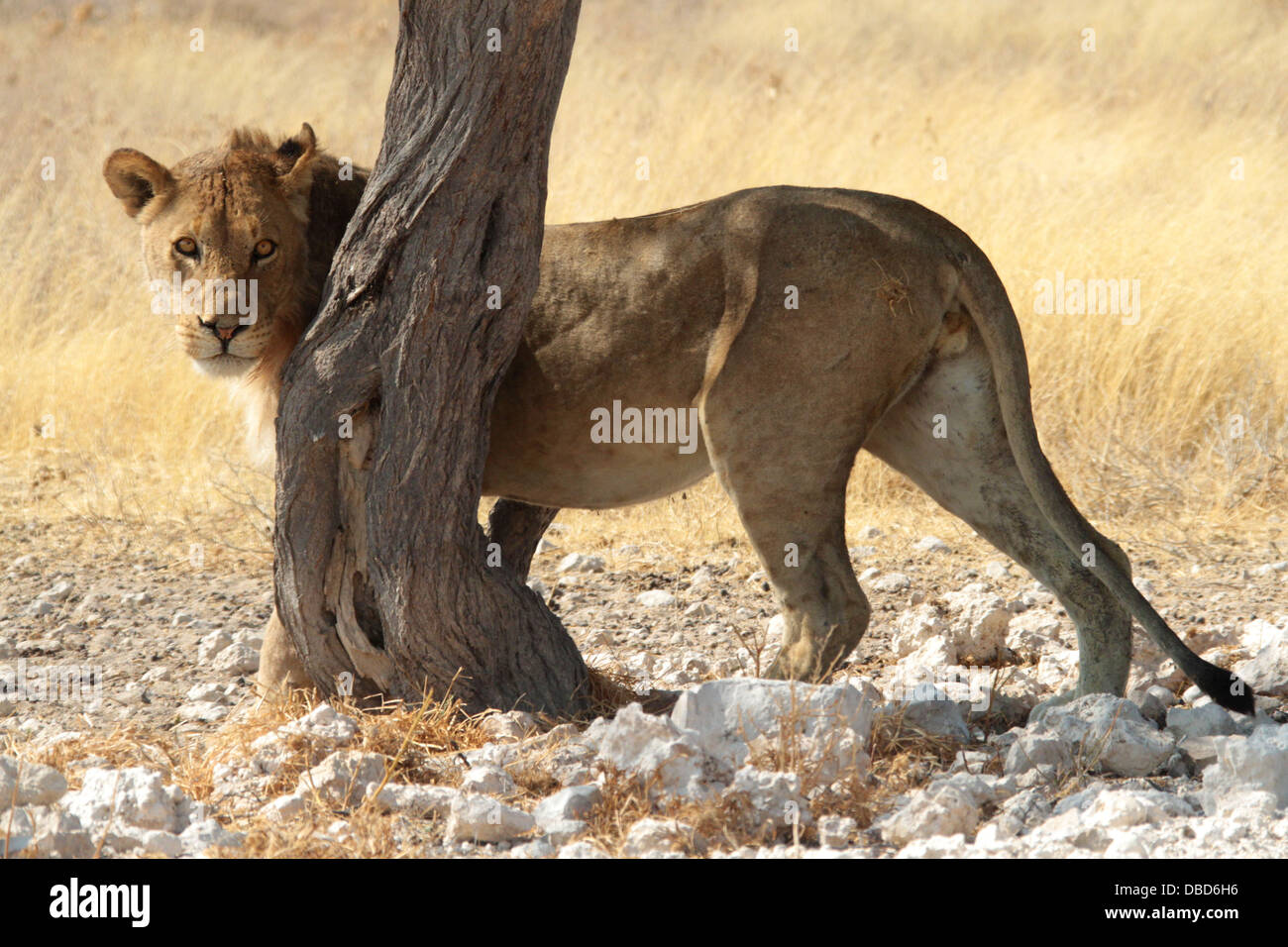 Ein Löwe im Etosha reibt gegen einen Baum, um sein Revier zu markieren Stockfoto