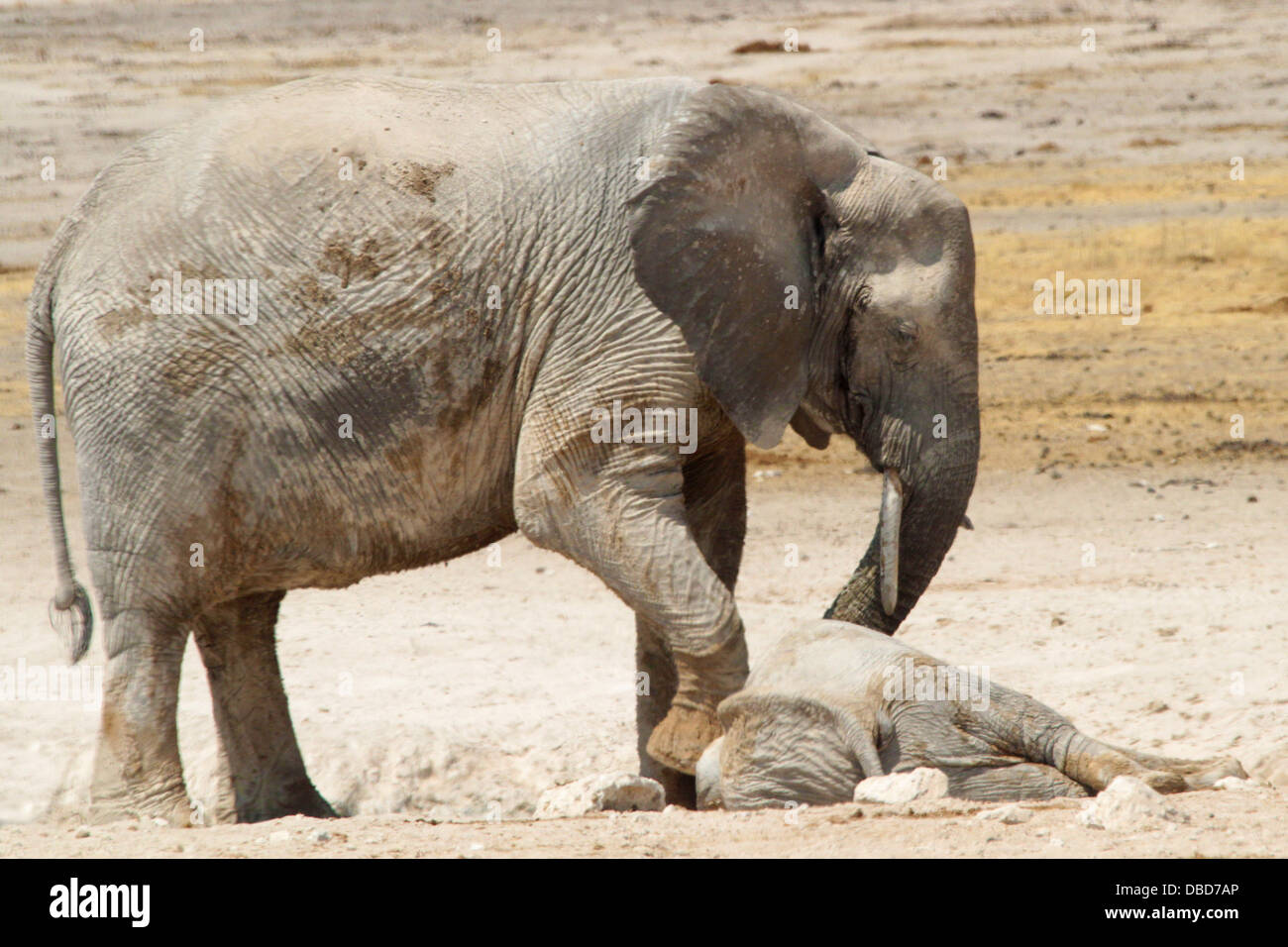Eine besorgte Mutter versucht, eine unbewusste Baby wieder zum Leben (letztlich erfolgreich) in Etosha zu lenken Stockfoto