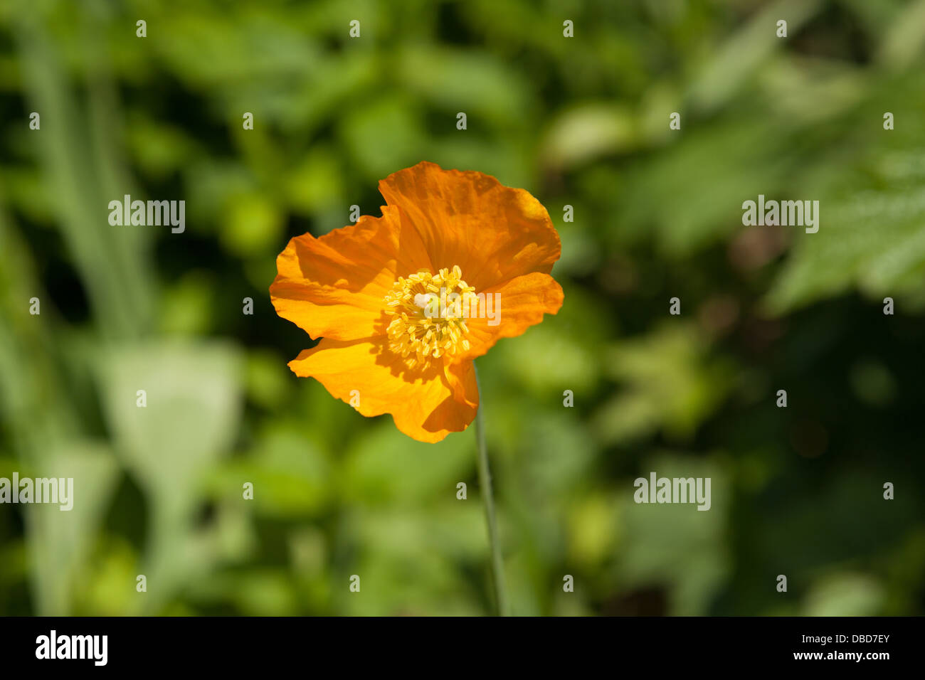 Eschscholzia Orange kalifornische Mohn in voller Blüte Stockfoto