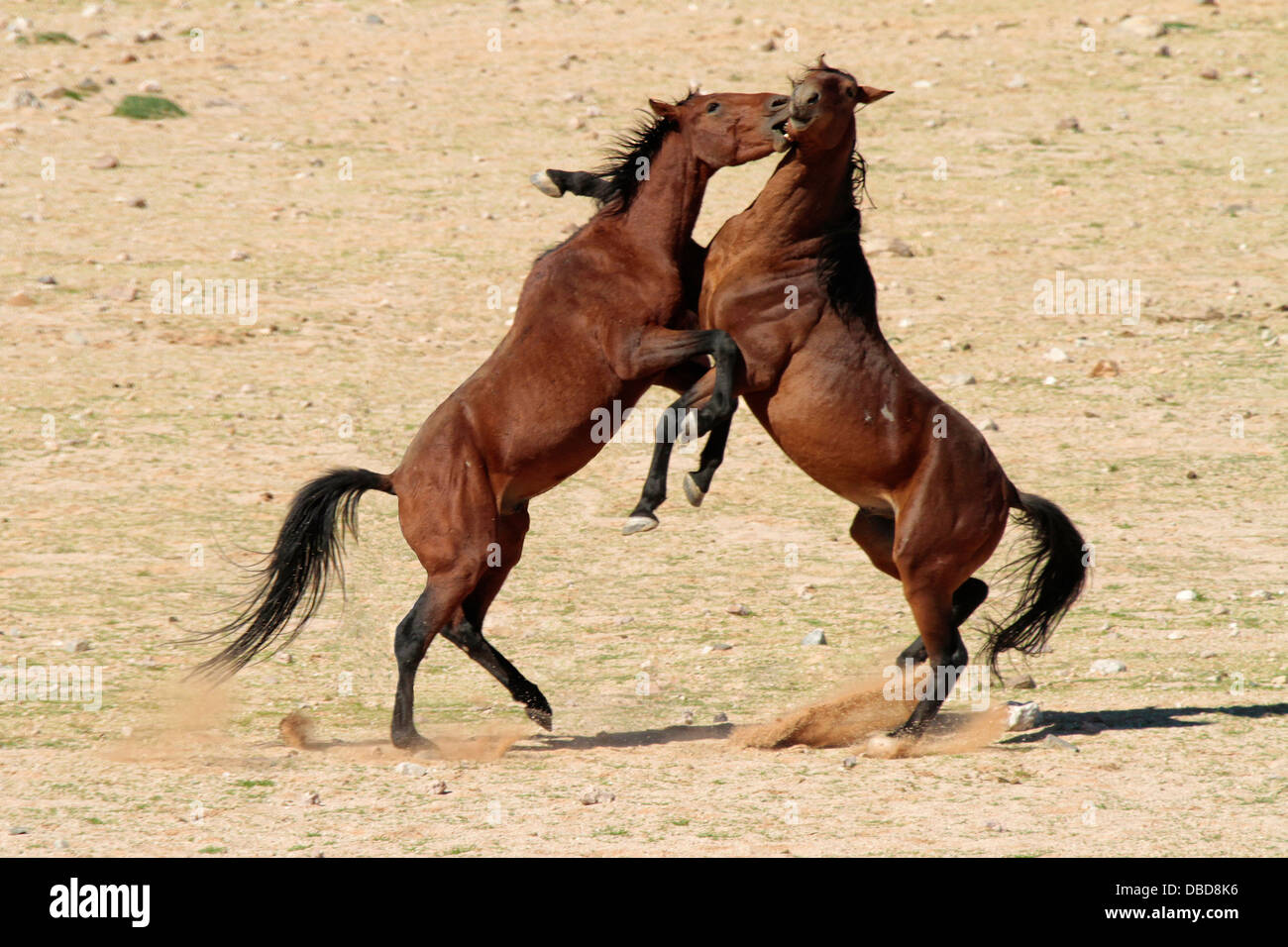 Zwei wilde Hengste stehen zueinander in einem großen Weg bei der Führung einer kleinen Gruppe von Stuten in Frage kommt. Stockfoto