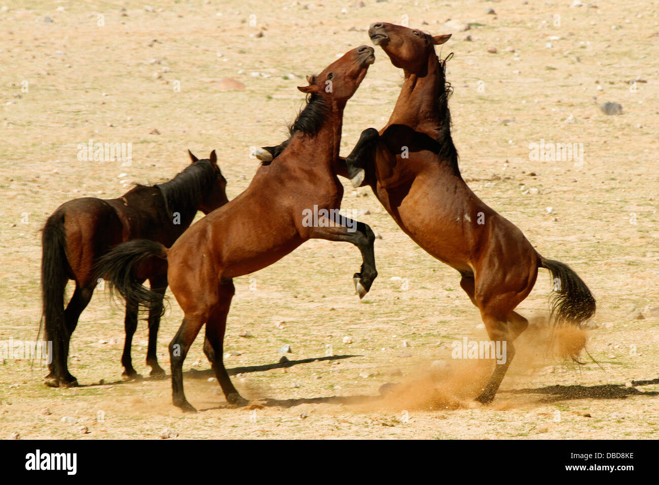 Zwei wilde Hengste stehen zueinander in einem großen Weg bei der Führung einer kleinen Gruppe von Stuten in Frage kommt. Stockfoto