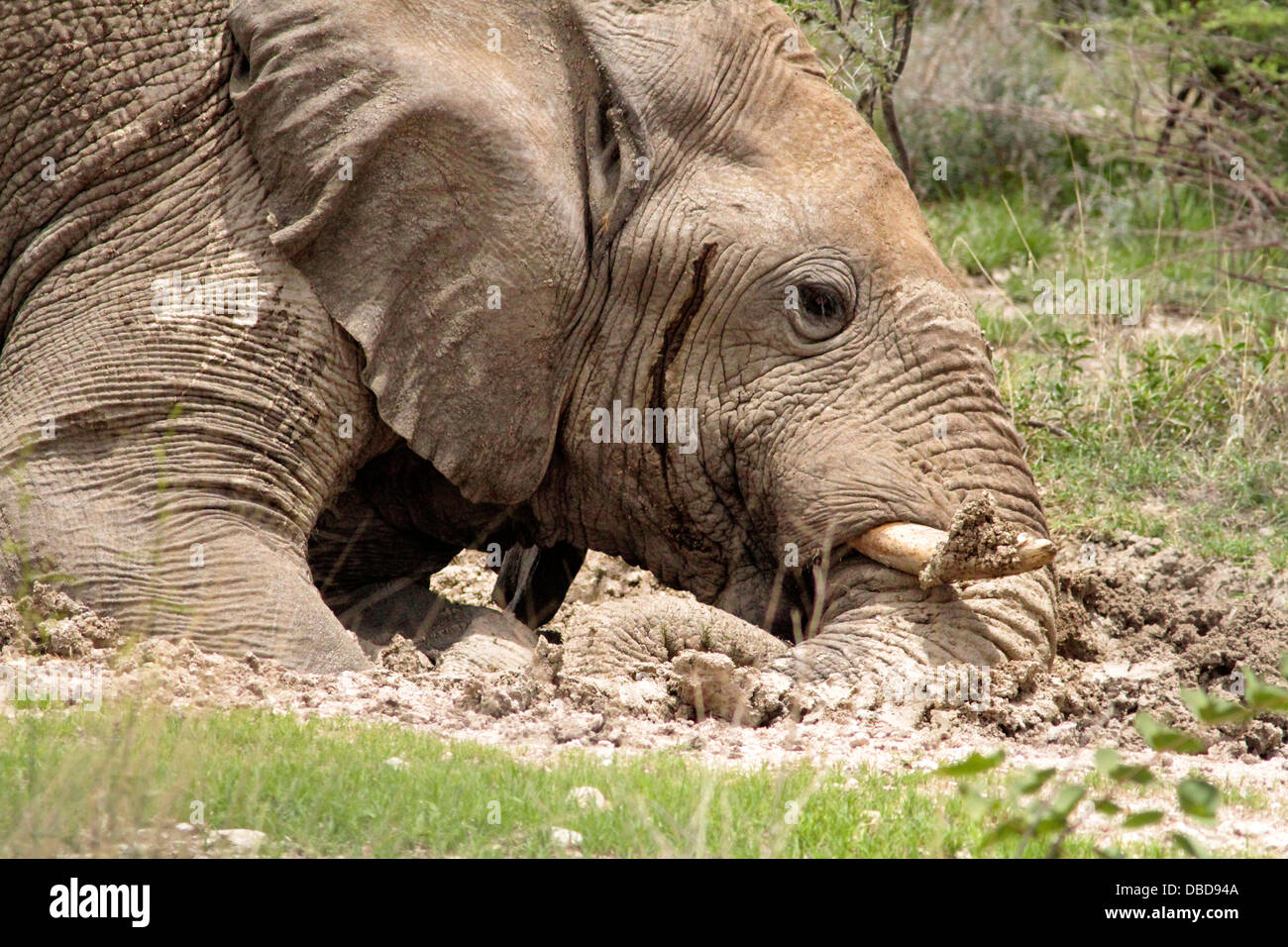 Ein einsamer Elefantenbulle macht das Beste aus den Schlamm in eine temporäre Wasserstelle in Etosha. Stockfoto