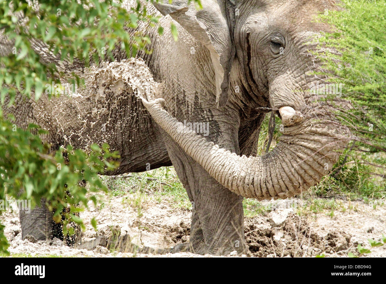 Ein einsamer Elefantenbulle macht das Beste aus den Schlamm in eine temporäre Wasserstelle in Etosha. Stockfoto