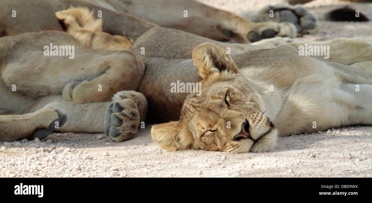 Ein Rudel Löwen im Etosha schlafen im Schatten. Stockfoto