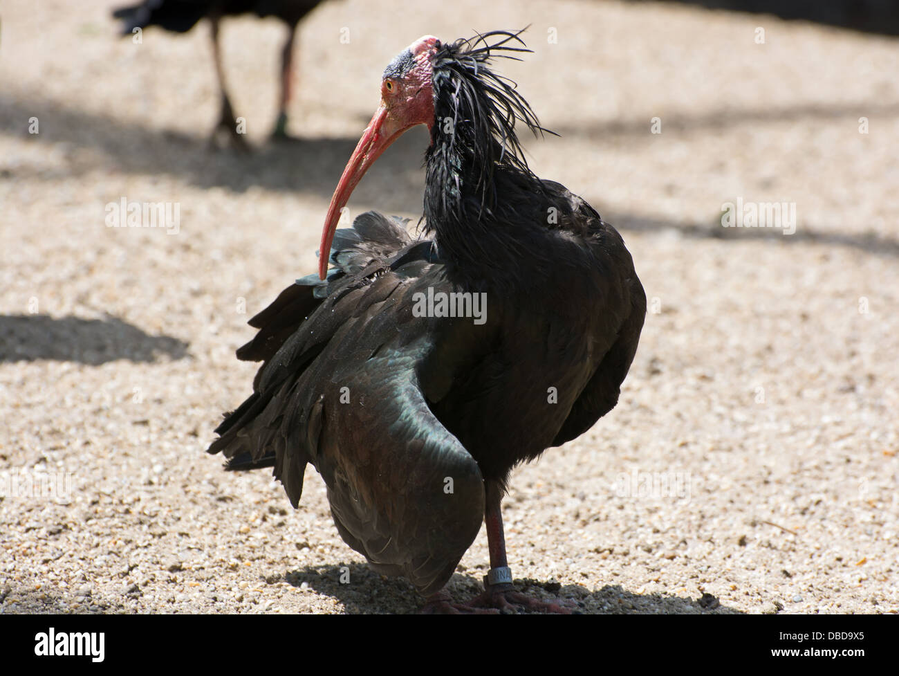 Nördlichen kahlen Ibisse (Geronticus Eremita). Vogel mit einem langen Schnabel. Stockfoto