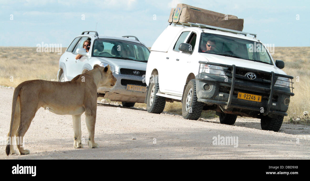 Eine Löwin nähert sich zwei Fahrzeuge in Etosha Stockfoto