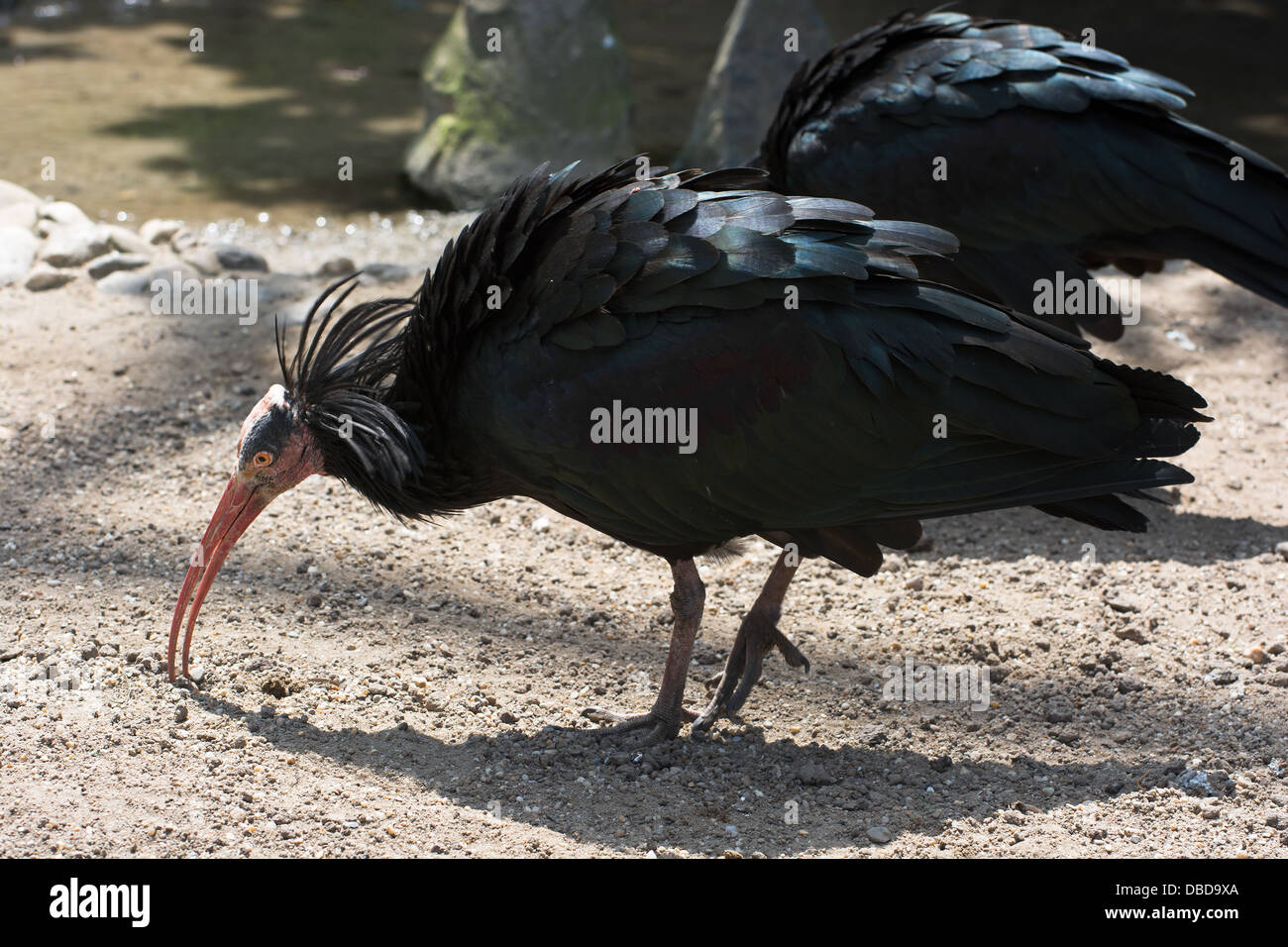 Gruppe der nördlichen kahlen Ibisse (Geronticus Eremita). Vögel fressen. Stockfoto