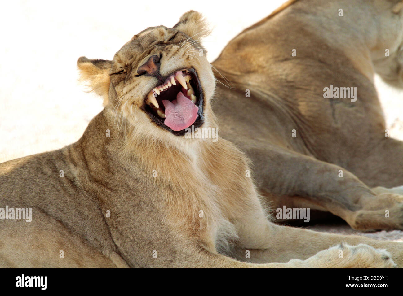 Einem ruhenden Löwen weckt und in der heißen Nachmittag in Etosha gähnt Stockfoto