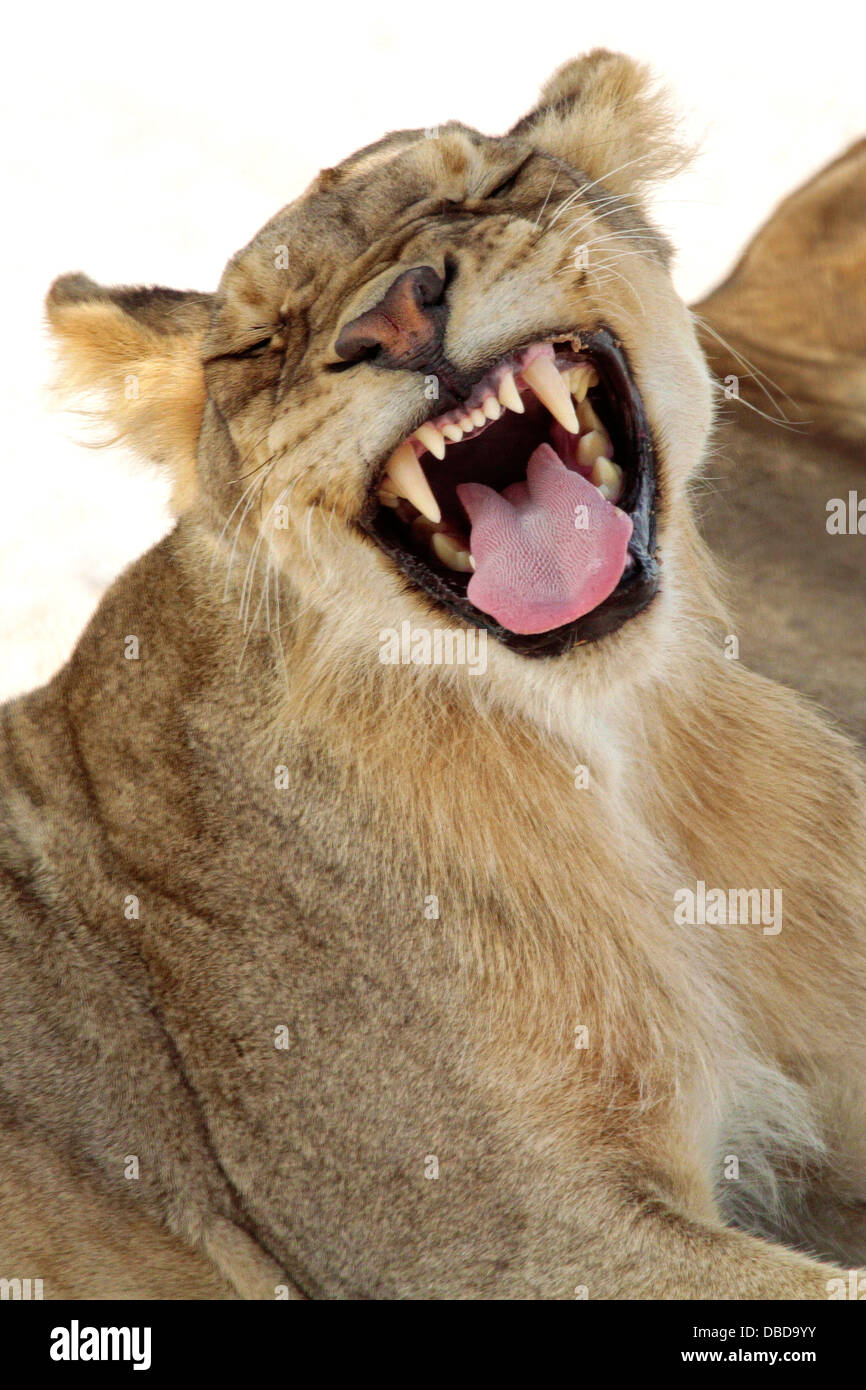 Ein Löwe wacht am späten Nachmittag; Strecken und Gähnen. Stockfoto