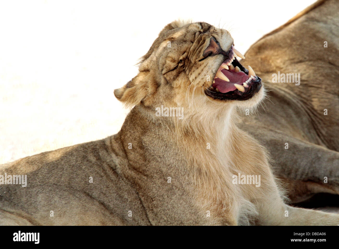 Ein Löwe gähnt nach einem verschlafenen Tag auf der im Schatten am Rande der Etosha-Pan. Stockfoto