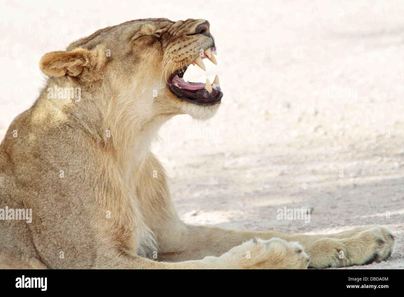 Ein Löwe gähnt nach einem verschlafenen Tag auf der im Schatten am Rande der Etosha-Pan. Stockfoto