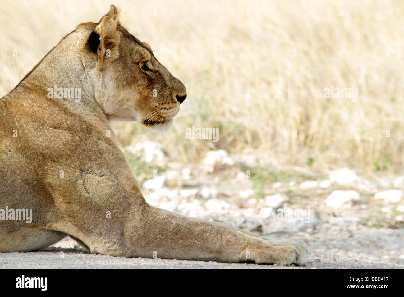 Ein Löwe in klassische Pose bereit für die Nacht Jagd am Rande des Etosha Pan. Stockfoto