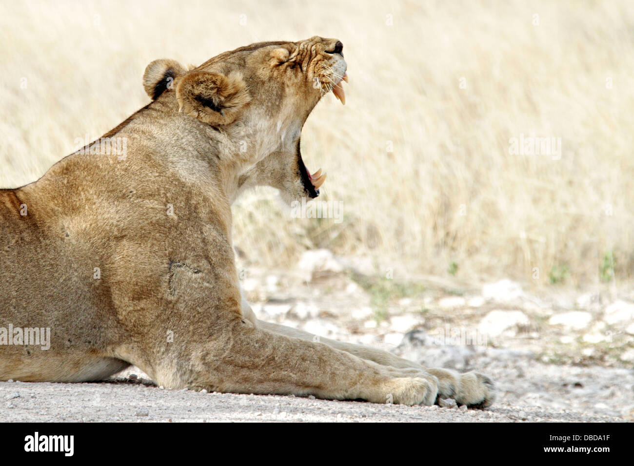 Ein Löwe gähnt nach einem verschlafenen Tag auf der im Schatten am Rande der Etosha-Pan. Stockfoto
