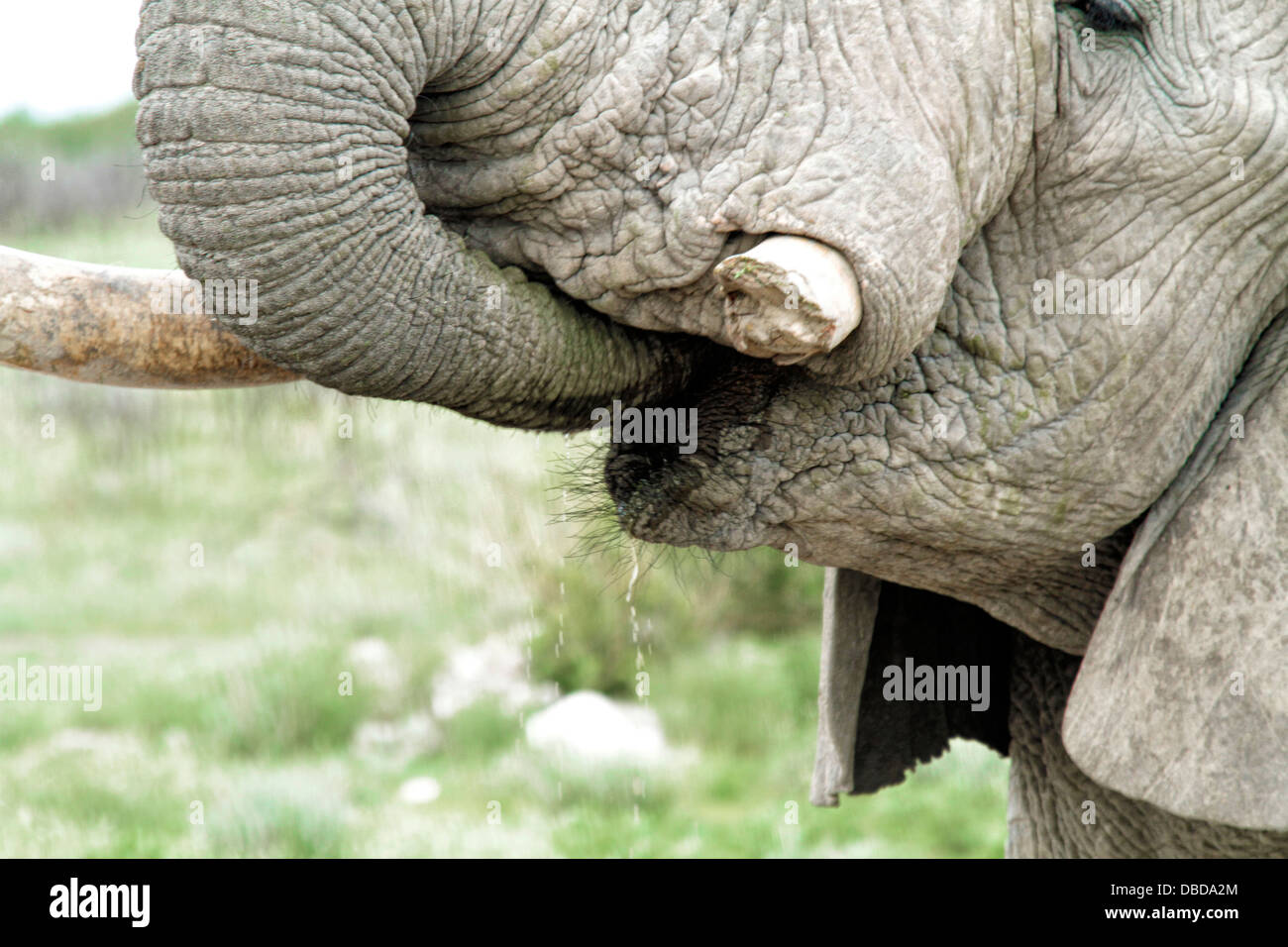 Ein einsamer Elefantenbulle in Etosha Interesse seinen Durst an einer Pfütze neben der Straße. Stockfoto