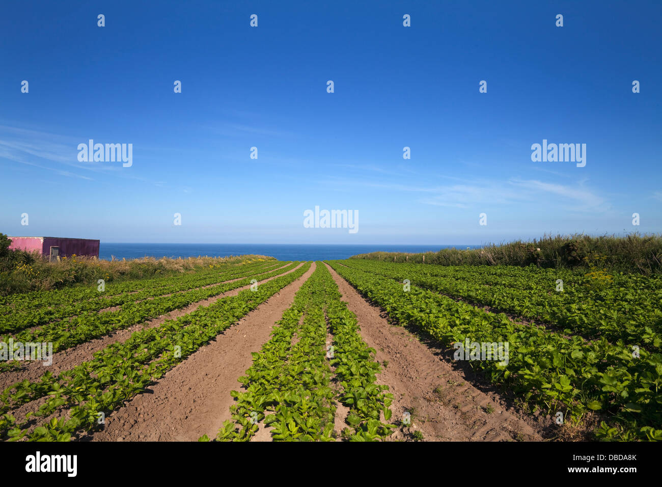 Landwirtschaft - Gartenbau, Pastinaken, Ardmore Kopf, Grafschaft Waterford, Irland Stockfoto
