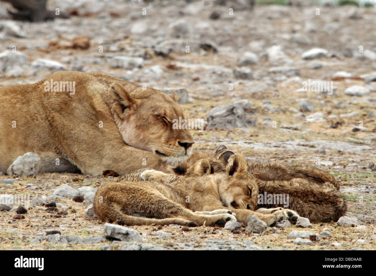 Ein Löwe wacht über ihre jungen, während sie von einem Wasserloch im Etosha schlafen Stockfoto