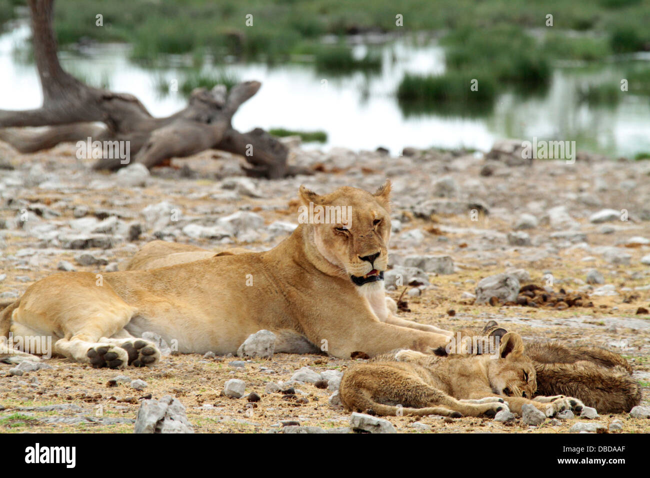 Ein Löwe wacht über ihre jungen, während sie von einem Wasserloch im Etosha schlafen Stockfoto