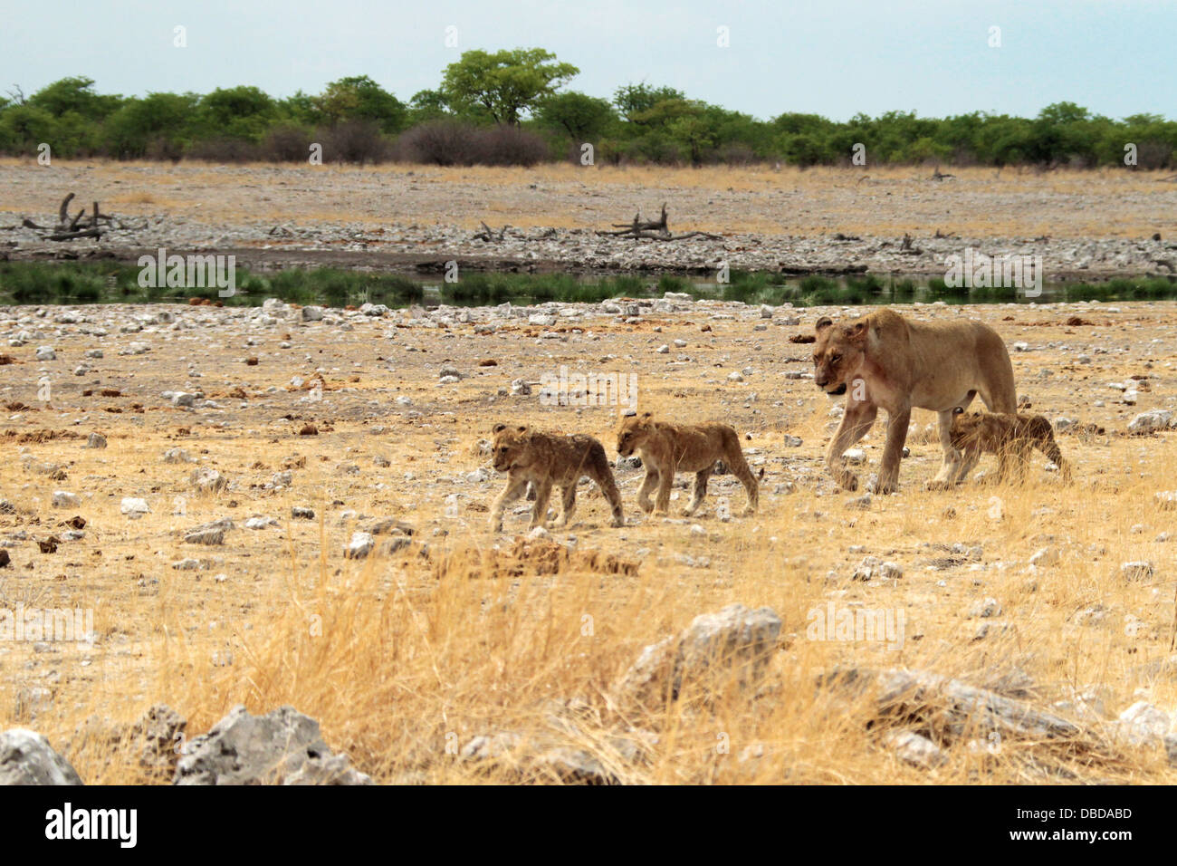 Eine Mutter und ihre Welpen suchen Schatten in der Hitze des Tages am Rande der Etosha-Pfanne. Stockfoto