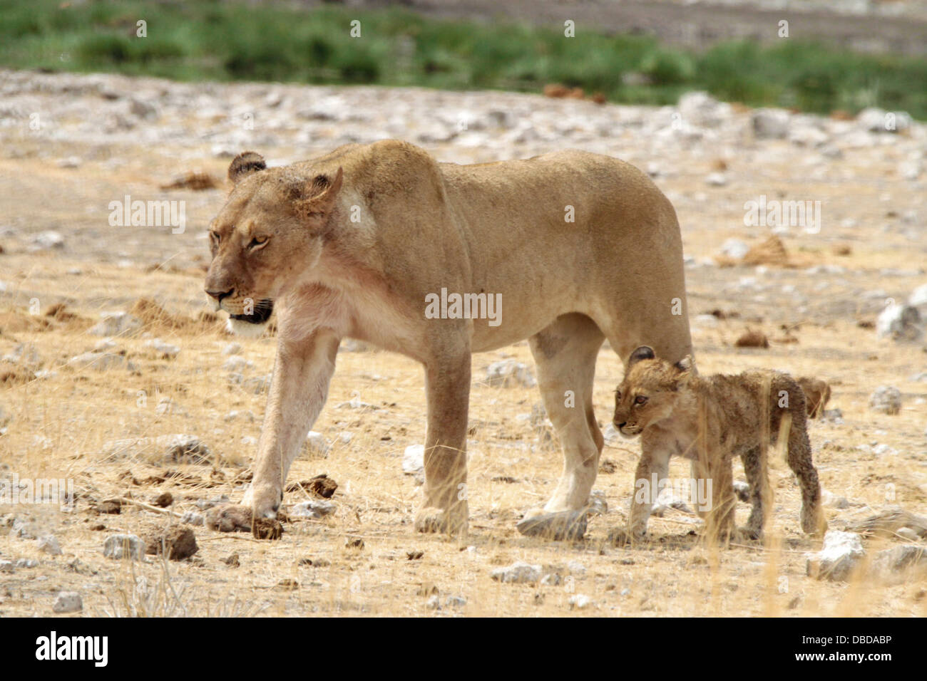 Eine Löwin und ihr Jungtier suchen Schatten in der Hitze des Tages am Rande der Etosha-Pfanne. Stockfoto