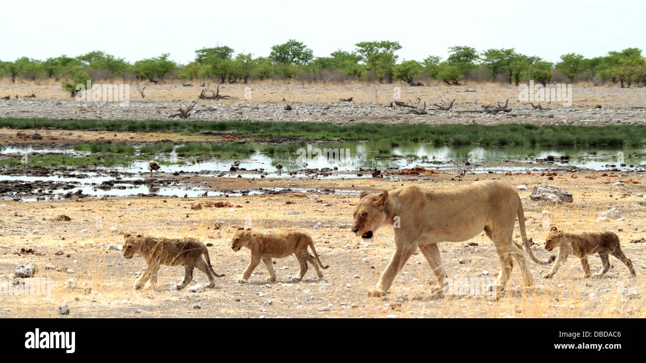 Eine Mutter und ihre Welpen suchen Schatten in der Hitze des Tages am Rande der Etosha-Pfanne. Stockfoto