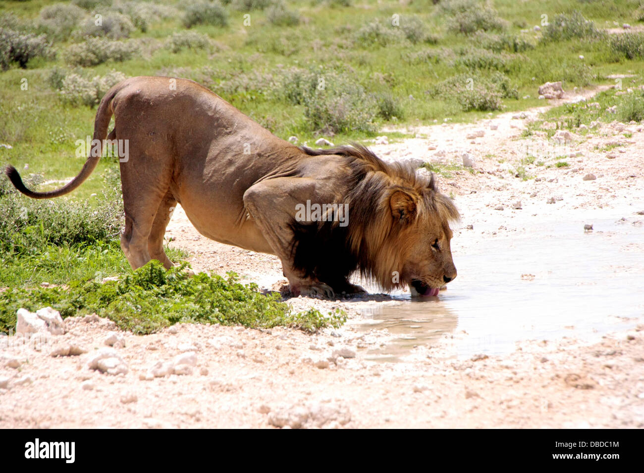Ein Löwe drinks an einer Pfütze von der Straße während der Regenzeit in Etosha Stockfoto