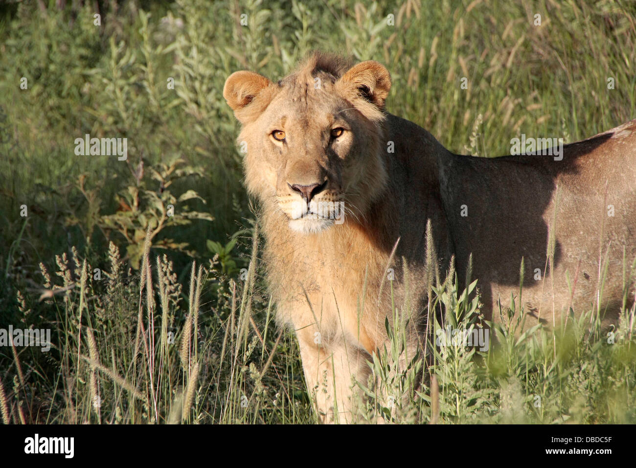Ein junger Löwe späht durch die lange Vegetation in Namibias Regenzeit. Stockfoto