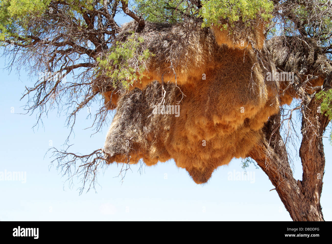 Eine riesige gesellig Weber Nest in Namibia Stockfoto