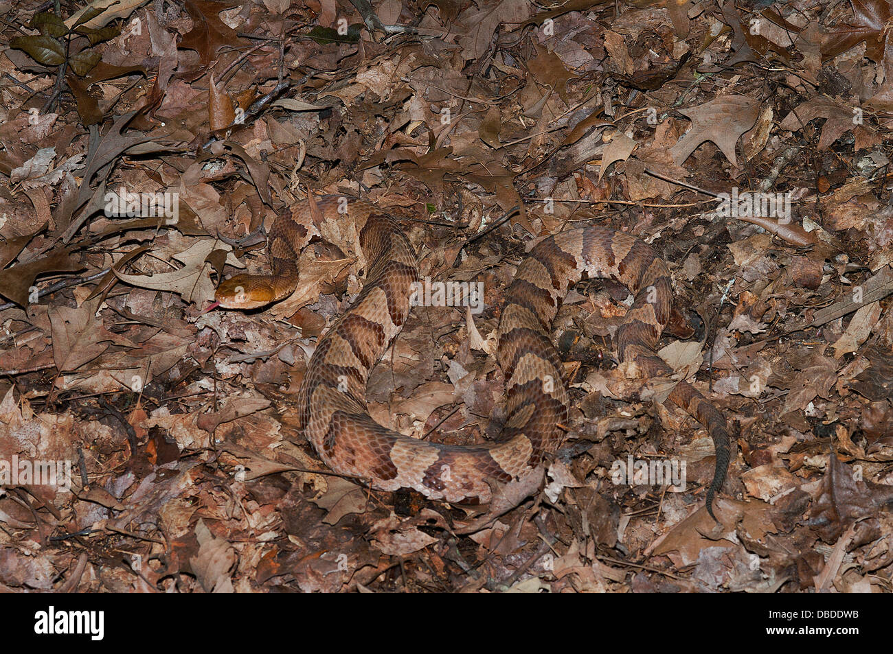 Nördlichen Copperhead Schlange, Agkistrodon Contortrix Mokasen, Pit Viper, nordamerikanischen Reptilien, Reptil, Schlange Stockfoto