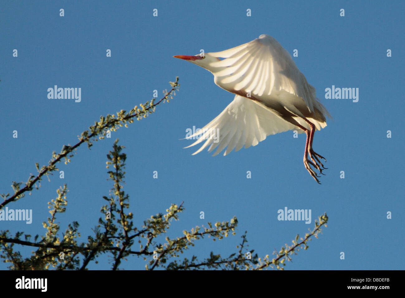 Kuhreiher hereinkommen zu landen Stockfoto