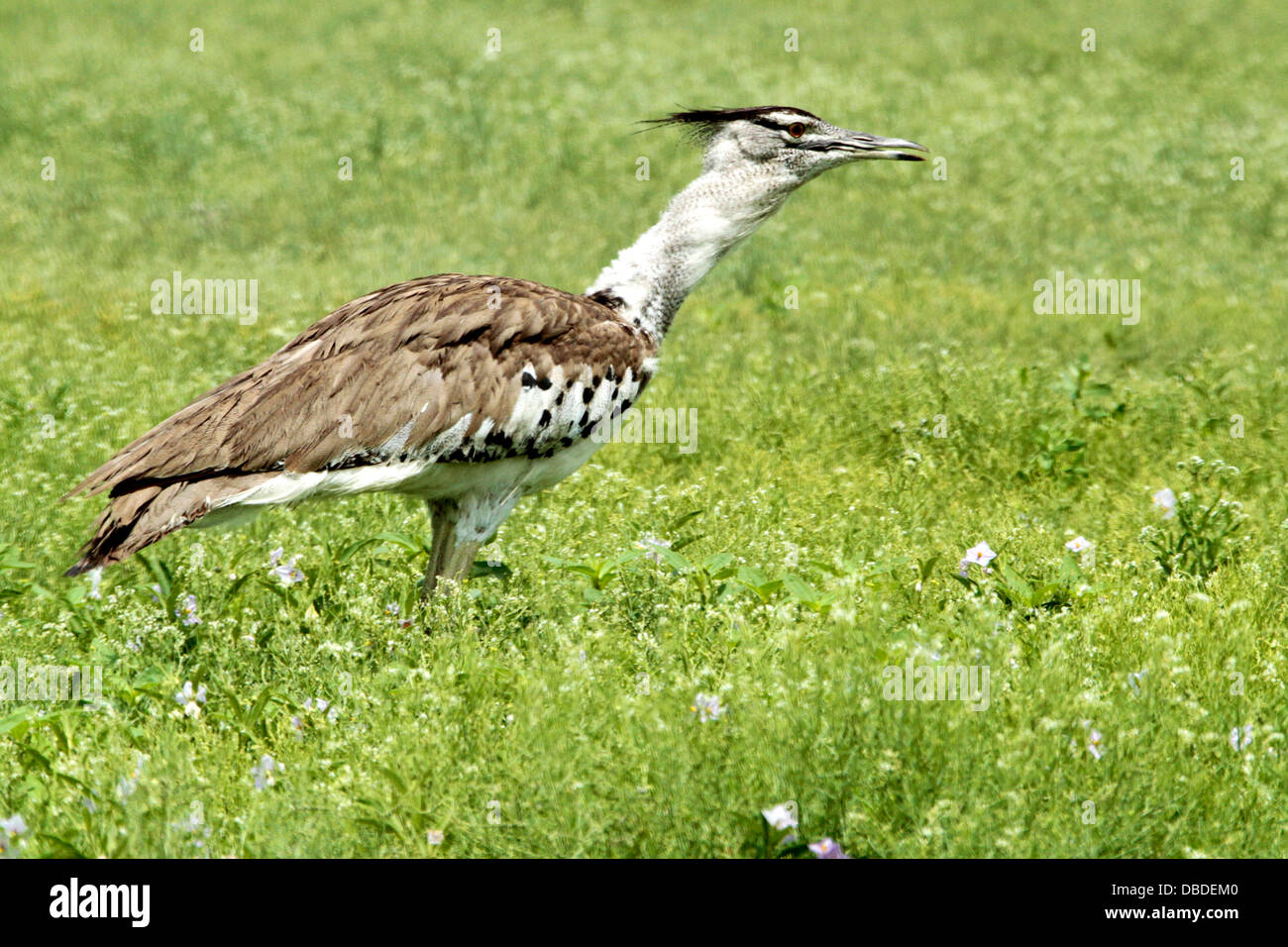 Kori Bustard Jagd für Kleintiere und Iinsects rund um eine Wasserstelle in Etosha in der nassen Jahreszeit Stockfoto