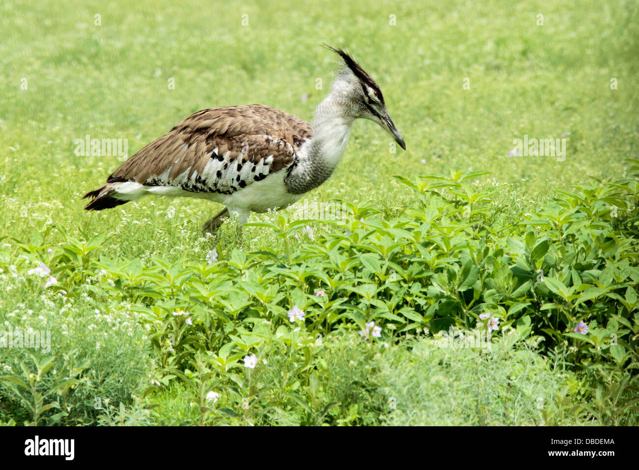 Kori Bustard Jagd für Kleintiere und Iinsects rund um eine Wasserstelle in Etosha in der nassen Jahreszeit Stockfoto