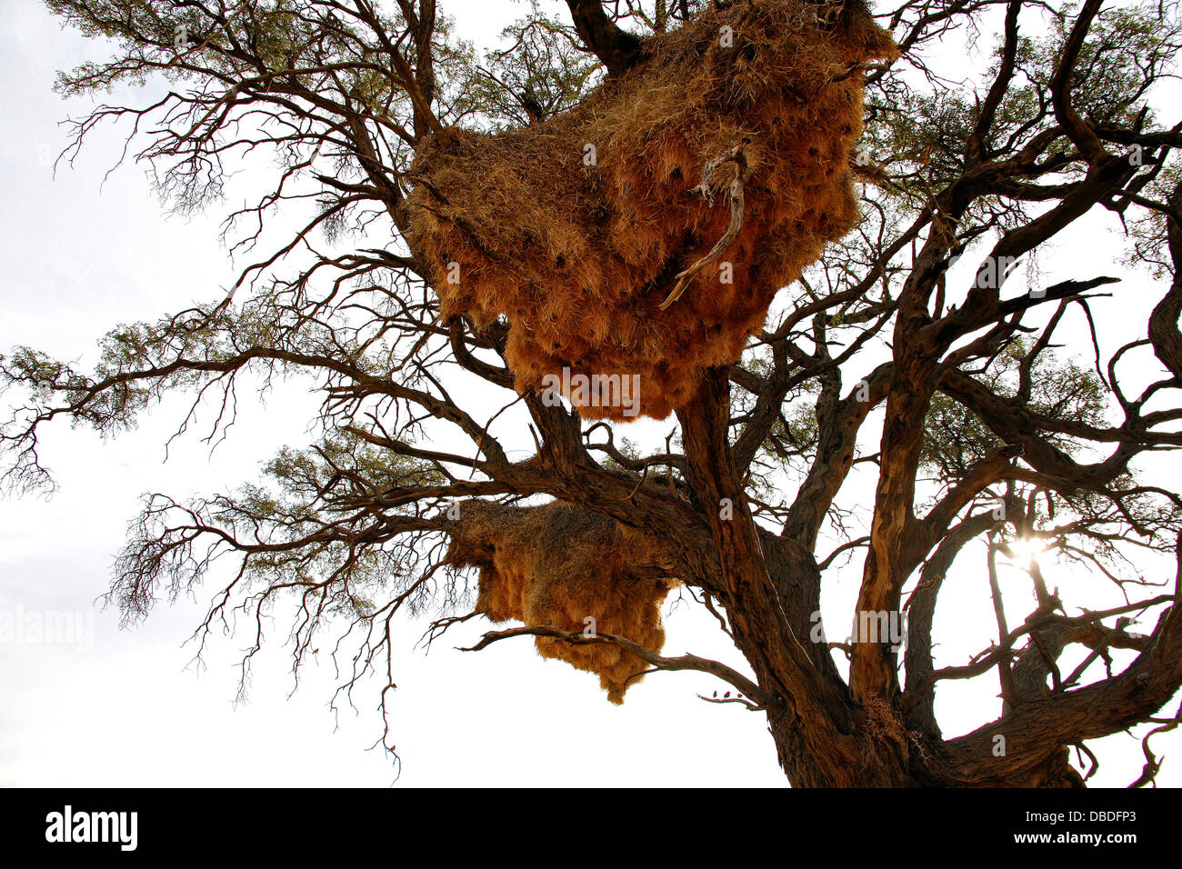 Eine riesige gesellig Weber Nest in Namibia Stockfoto