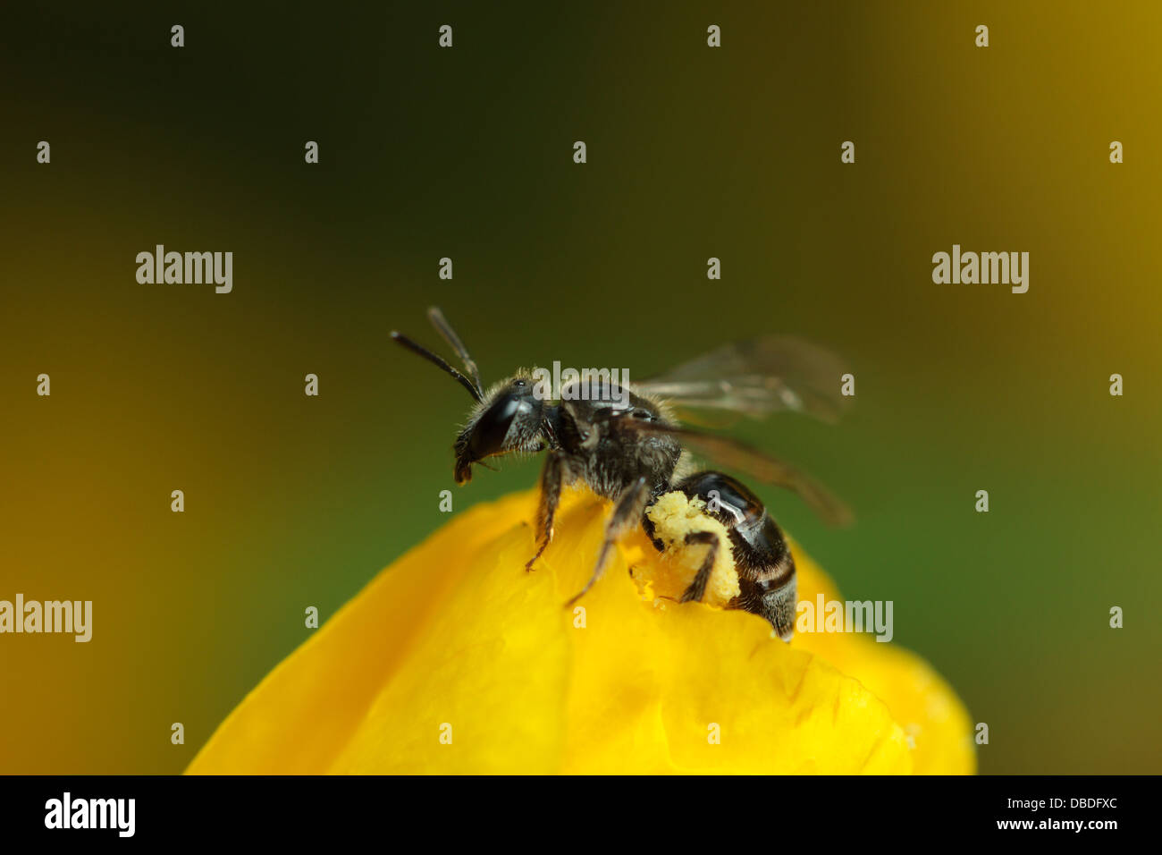 Eine weibliche Schweiß-Biene (Früchte) ergreift die Flucht Stockfoto