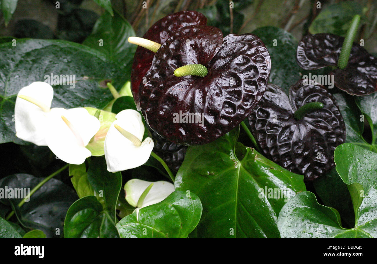 Tropische anthurium schwarze Knigin Anlage Stockfotografie - Alamy