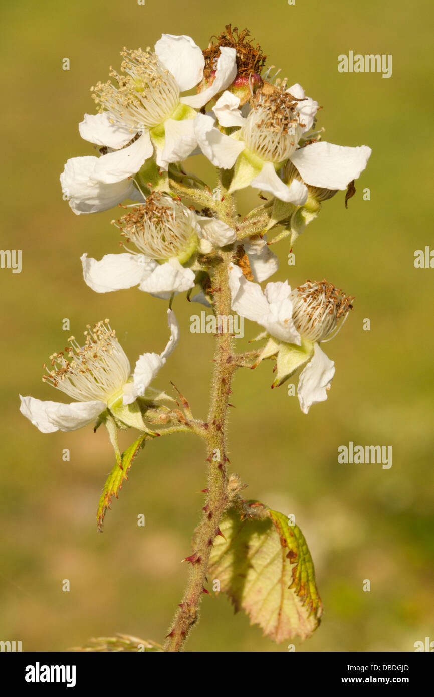 Bramble Blüte Blume (Rubus SP.), Cornwall, UK Stockfoto