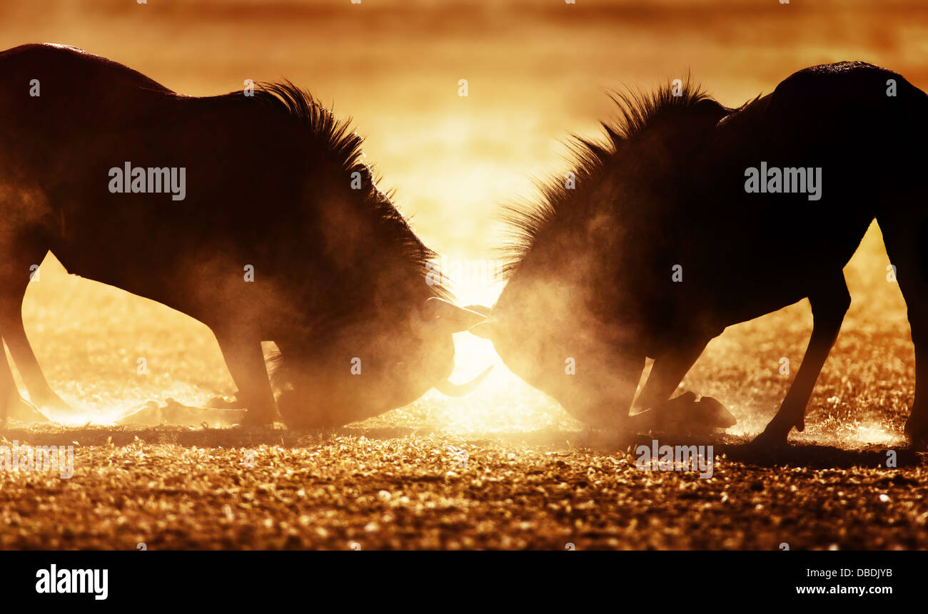 Streifengnu dual in Staub - Kalahari-Wüste - Südafrika Stockfoto