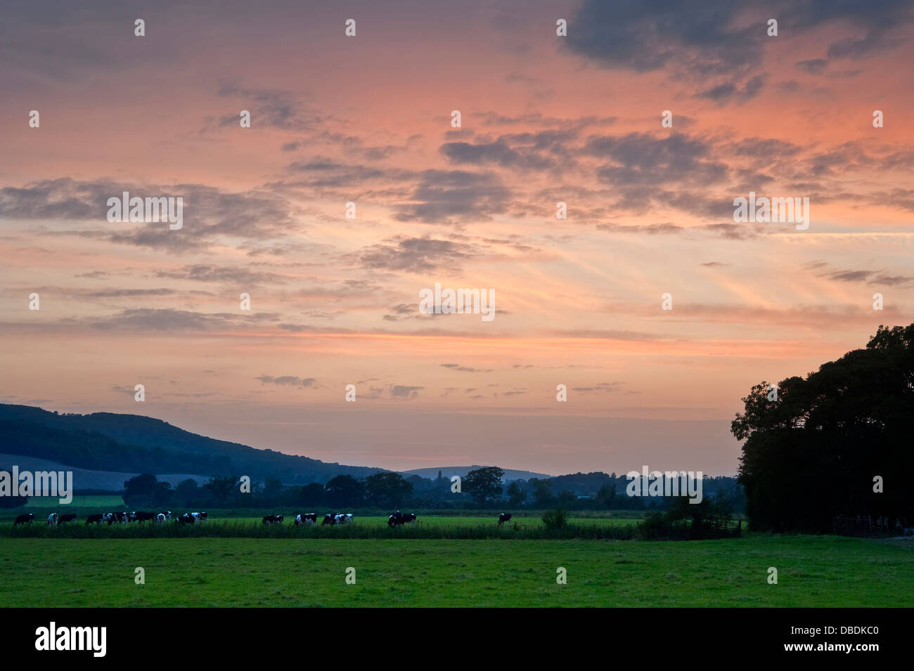 Schönes Bild durch Kuh-Feld in lebendige Sonnenuntergang englische Landschaft Stockfoto