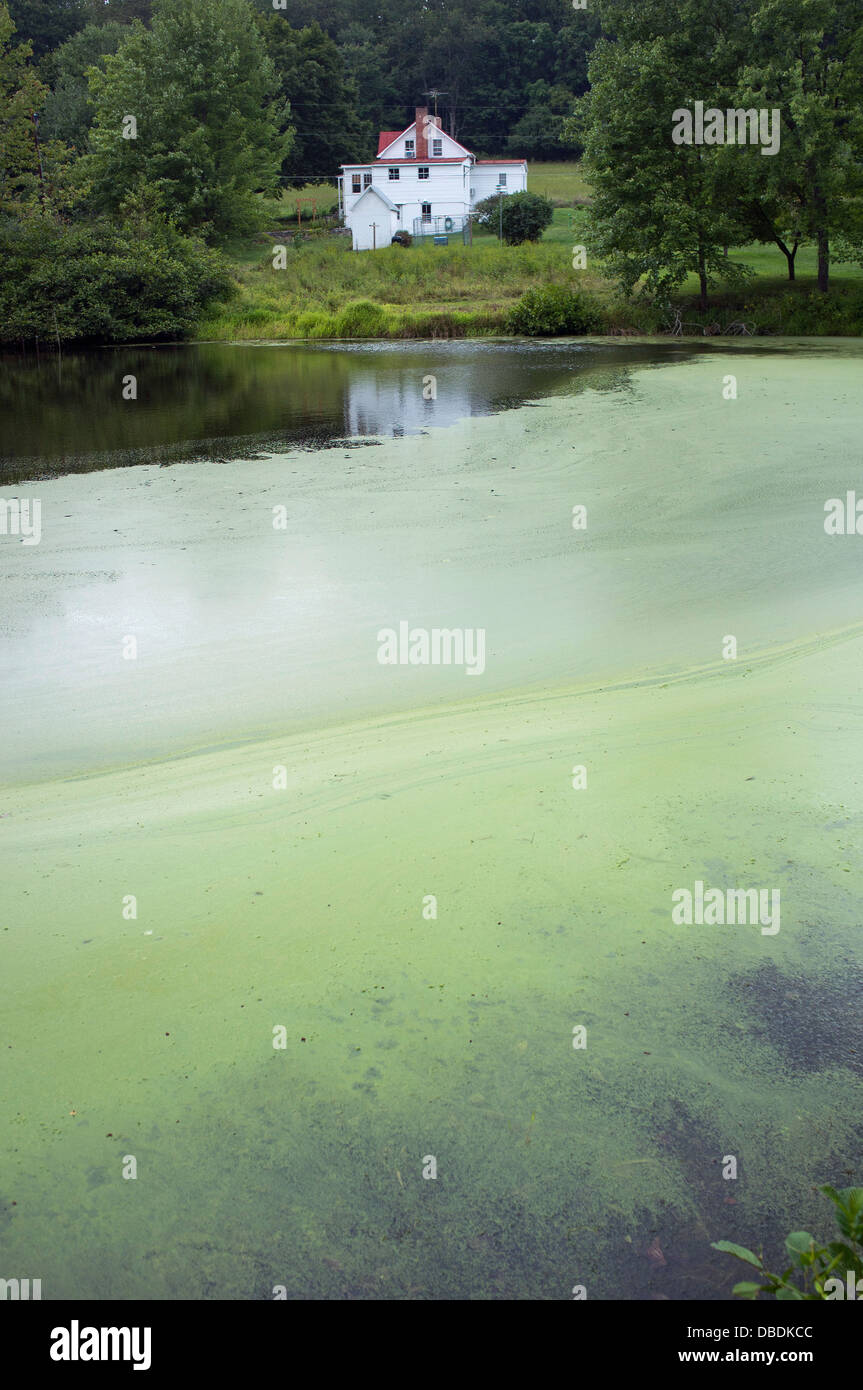 Teich in Wolfsville, Maryland. Stockfoto