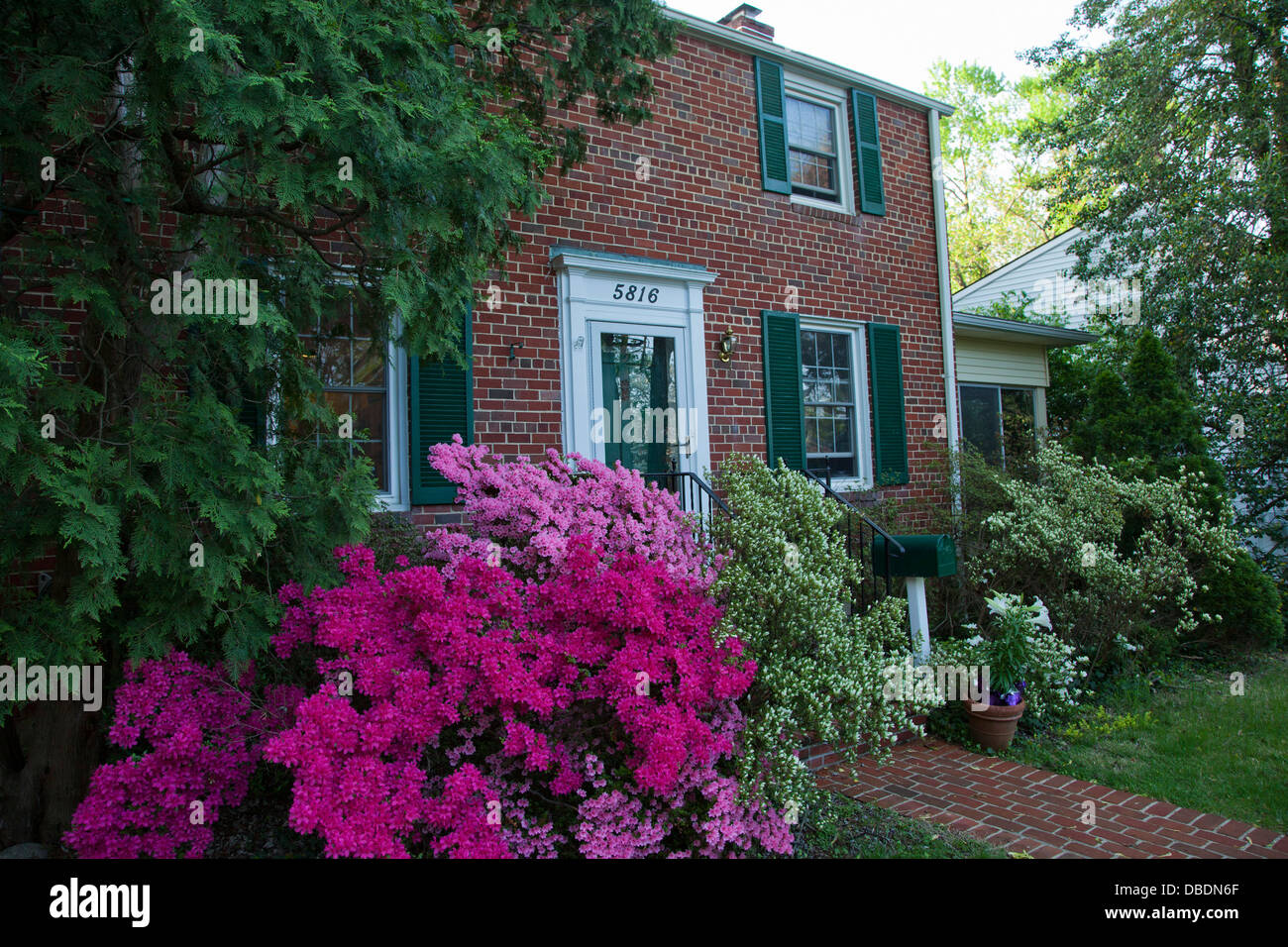 Azealas in Besthesda, Maryland blüht. Stockfoto