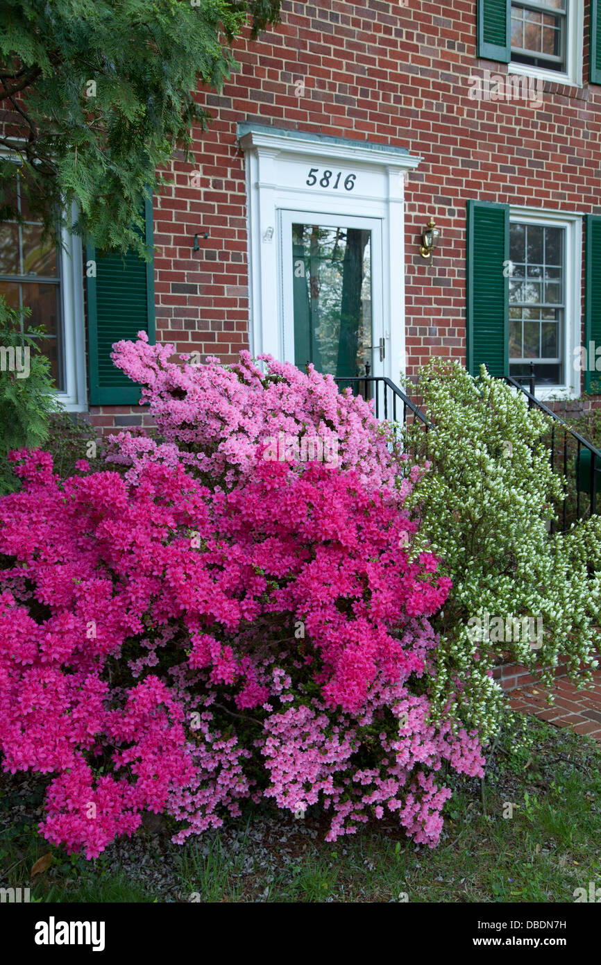 Azealas in Besthesda, Maryland blüht. Stockfoto