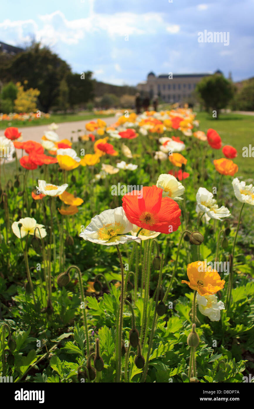 Das äußere der Grande Galerie de l'Évolution im Hintergrund des bunten Mohn Blume Garten in Paris. Stockfoto