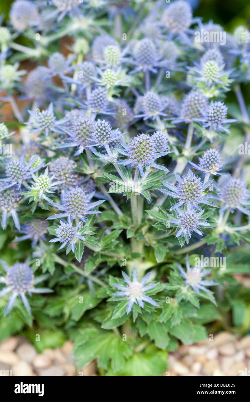 Eryngium Planum 'blue Hobbit' Stockfoto