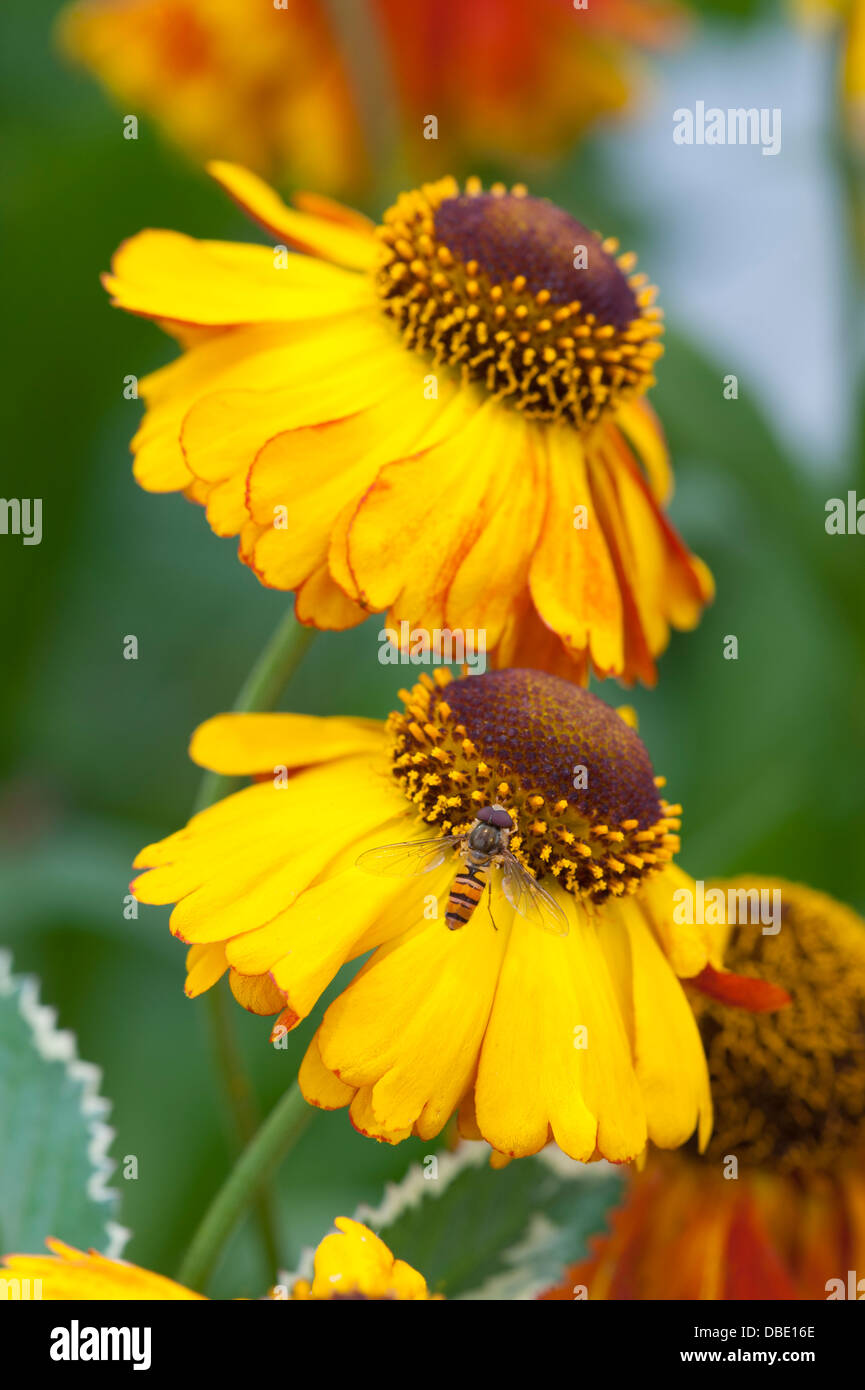 Helenium Sahins frühen Blumen mit hoverfly Stockfoto
